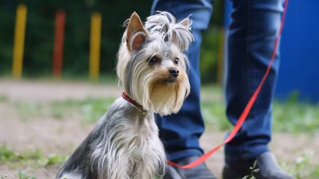 Sony Alpha DSLR A500_ Kit