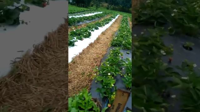 Земляника ВИВАРО, МУРАНО, ФЛОРЕНТИНА, КАБРИЛЛЛО, ВИМА-РИНА. Свежие ягоды всех сортов в одном видео.