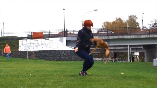Уиппет Ли. Октябрьские трюки. Whippet Lee. October tricks. смотреть онлайн