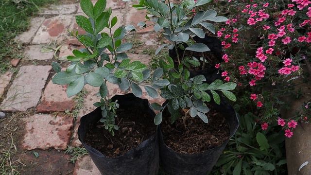 Cómo cuidar del Jazmín de Azahar - Murraya paniculata - Limonaria - Azahar de la India смотреть онлайн