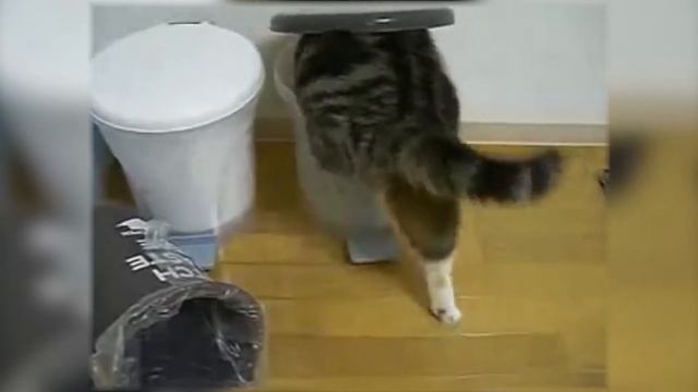 ТОП 5: САМЫХ ПОПУЛЯРНЫХ КОТОЗАГОТОВОК смотреть онлайн