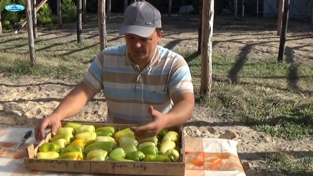 СЛАДКИЙ ПЕРЕЦ-ОЧЕНЬ ХОРОШИЙ СПОСОБ ХРАНЕНИЯ! смотреть онлайн