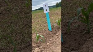 Пневматическая винтовка PCP Kral Puncher Maxi 3, приклад дерево, калибр 6,35 мм  Стреляем на 80м