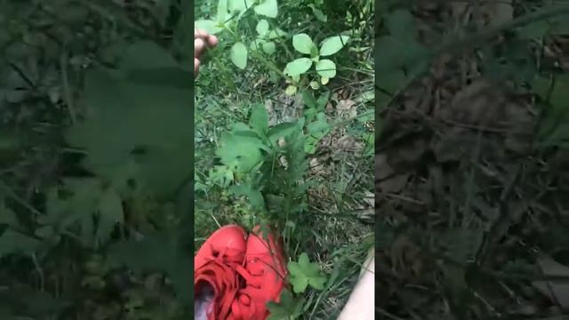 Короче сальвия пацаны на даче:D смотреть онлайн