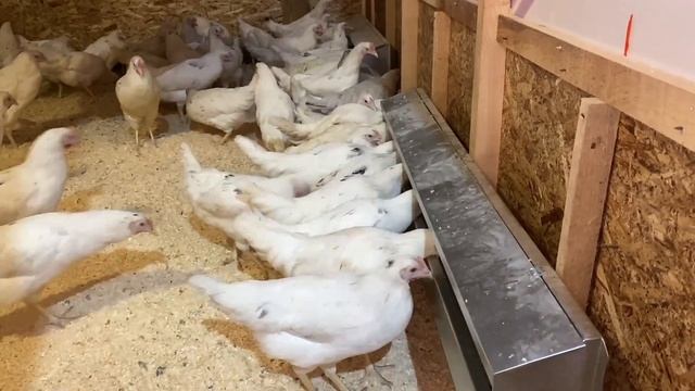 кормушка для кур смотреть онлайн