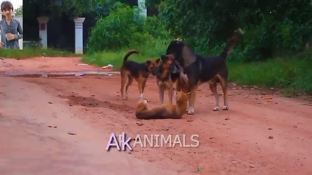 German Shepherd Dog Meeting Nearby Village