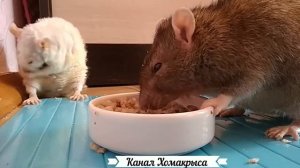 Кормим стаю крыс гречей ЗВУК КРЫСЫ ДОМАШНИЕ ДЕКОРАТИВНЫЕ КРЫСЫ Виды крыс  Породы крыс ВИДЕО ПРО КРЫ