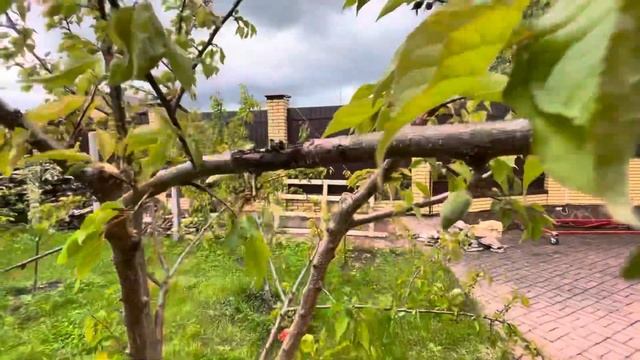 Монилиоз побеждён/СКОТЧ ОТ МУРАВЬЁВ смотреть онлайн