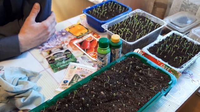 ЧЕМ ПОДКОРМИТЬ ПЕРЕЦ ДЛЯ МОЩНОГО РОСТА РАССАДЫ и всходы перца как подкармливать