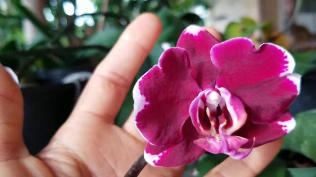 The most Amazing Vanda ever / more flowering Phalaenopsis смотреть онлайн