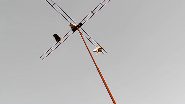 Зачёт здали, голуби друга смотреть онлайн