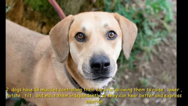 // INTERESTING FACTS ABOUT THE DOG 🐶 // смотреть онлайн