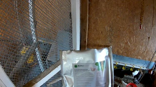 Курицы Марана чёрно-медного. смотреть онлайн