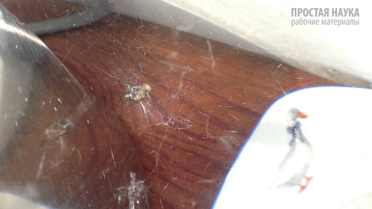 Как паук муху уволок - из рубрики "Юный Натуралист" смотреть онлайн