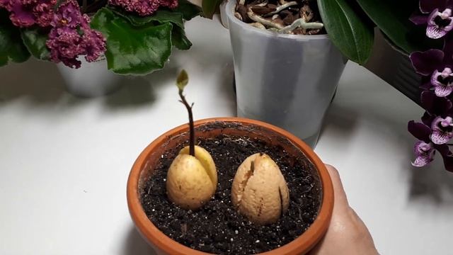 Мексиканский привет от "аллигаторовой груши"!!! смотреть онлайн