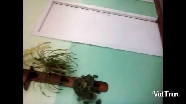 Волейбол: играю в тенисс, пригаю на скакалке.//Тоха ШОУ// смотреть онлайн