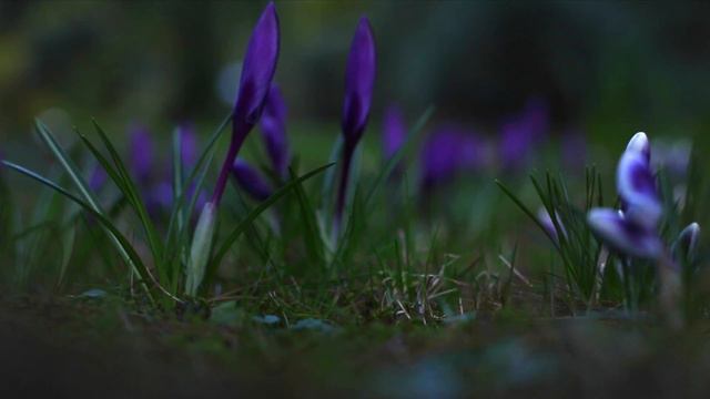 Ботанический сад, Калининград. смотреть онлайн