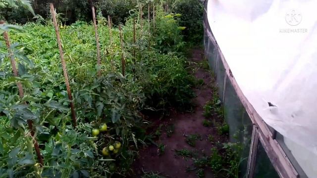 ТОМАТЫ БРОШЕНЫ НА ПРОИЗВОЛ СУДЬБЫ, РАСТУТ САМИ ПО СЕБЕ. смотреть онлайн