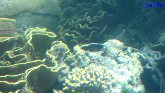 Подводный мир Красного моря (часть 1) (Подводная обсерватория) смотреть онлайн