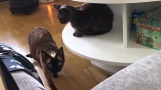 Funny cat - Devon Rex seeking attention. смотреть онлайн