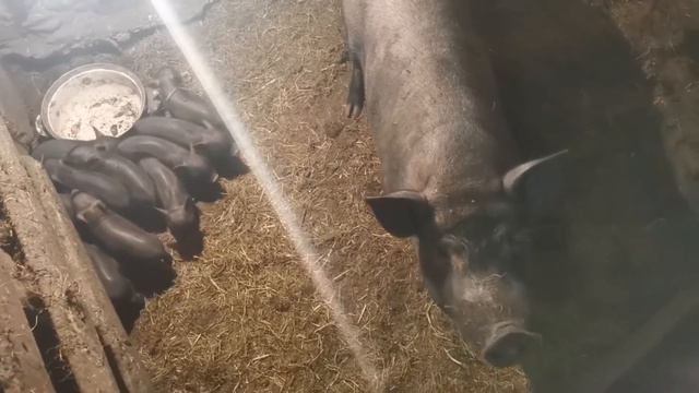 Поросята растут день ото дня....Прокололи первый раз сидамином...8 мальчишек и 3 девчушки... смотреть онлайн