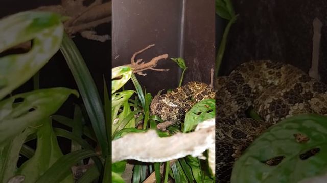 Speckled forest pitviper / Bothrops taeniatus смотреть онлайн