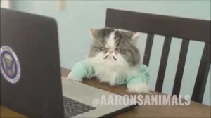 Приключение кота майкла (все серии)