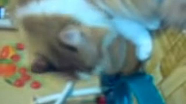 Кот "Пух" ест суп.3GP смотреть онлайн