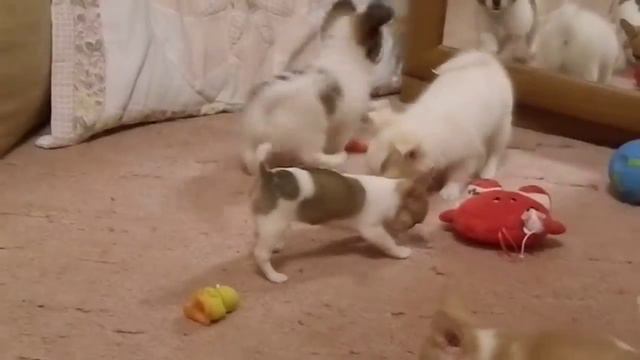 Щенки чихуахуа из питомника Гордость Эмили. смотреть онлайн