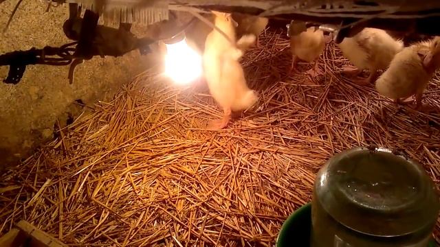 Cодержание уток очень просто. Плюсы породы Муларды. смотреть онлайн