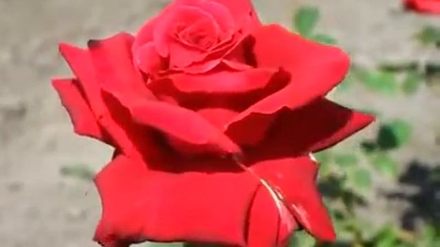 Rose Lovely Red (Лавли Ред роза) смотреть онлайн