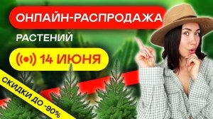 ОНЛАЙН РАСПРОДАЖА ЭКОПЛАНТ 🌳🌳🌳 Растения по себестоимости