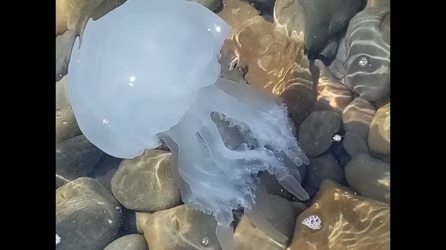 Как же красива медуза аурелия! смотреть онлайн