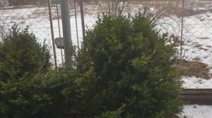 Стрижка самшита. Топиари под ниваки. На пути к ниваки. #самшитстрижка#нивакиизсамшита#самшит