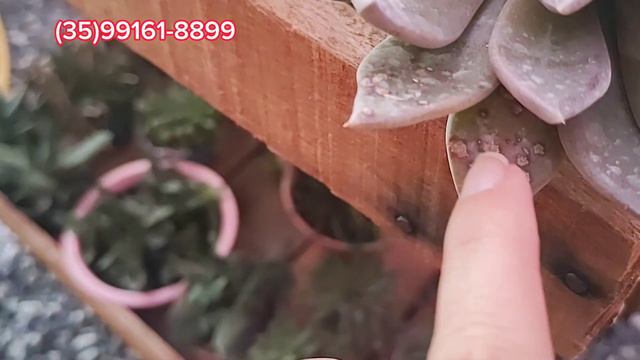 Como tratar fungo oidio /mildio (mofo branco) das suculentas + conhecer jardim lindo Viviane Bahia смотреть онлайн