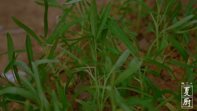 夏厨 171 香芋干菇饭最后吃了两大碗 不是说好减肥的吗 смотреть онлайн