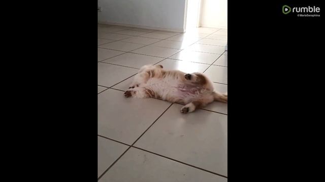 Fluffy Corgi having the time of his life with a blueberry смотреть онлайн
