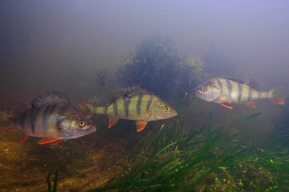 Подводная охота на окуня (1 часть) смотреть онлайн