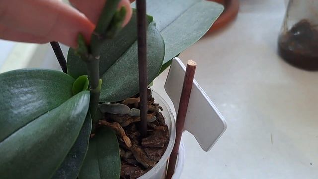 Орхидея Сансет Лав.Цветению БЫТЬ!? смотреть онлайн