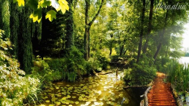 Нежная музыка, Звуки природы, пение птиц, Звуки Леса, для релаксации, сна, Медитации, Relax 2 часа смотреть онлайн