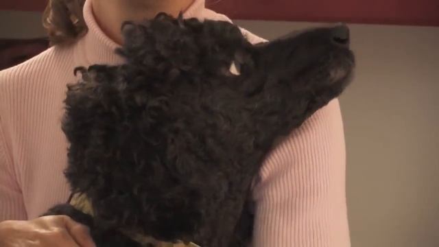 ТОП 10 ЛУЧШИХ ПОРОД СОБАК ДЛЯ ОХРАНЫ! Служебные Собаки. Животные смотреть онлайн