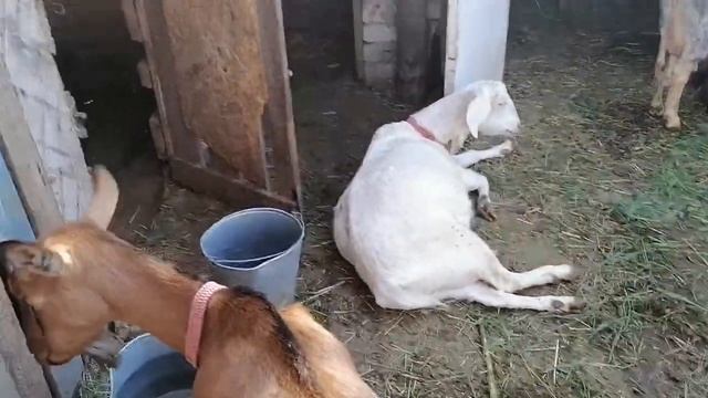 Козье молоко.? А чем кормите вы своих детей?| англо-нубийские козы смотреть онлайн