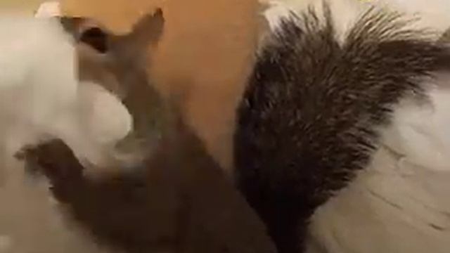 Один день из жизни домашней белки смотреть онлайн