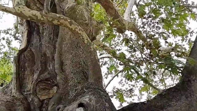 Източен чинар на 1300 години растящ в двора на храм Св. Георги в с. Златолист ... #platanus #чинар смотреть онлайн