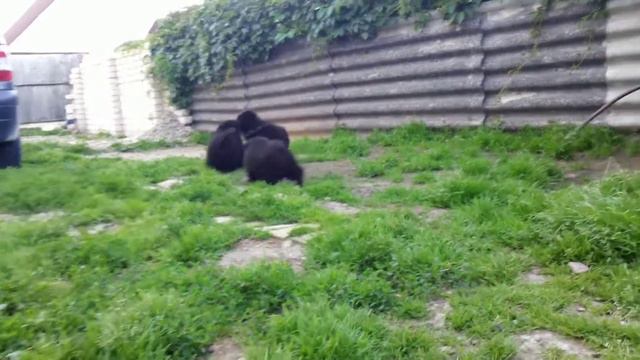 малыши Ники и Эрика смотреть онлайн