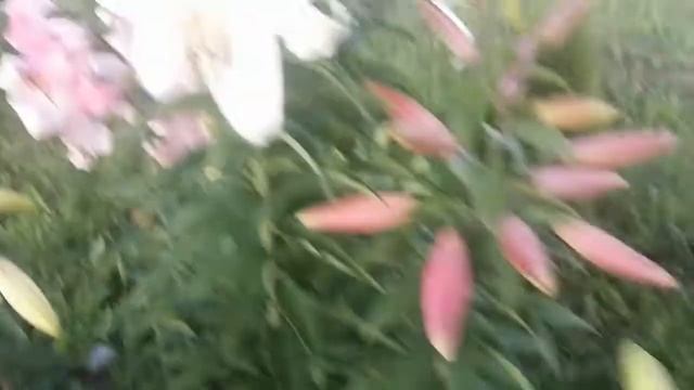 Гигантские лилии смотреть онлайн