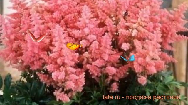 Астильба арендса Кантри энд Вестерн ? обзор: как сажать, рассада астильбы Кантри энд Вестерн смотреть онлайн