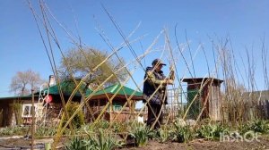 Плетёный забор из ивы.