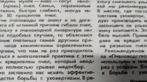 Уховёртка - вредитель пчелиной колонии!!!