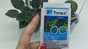 Мучнистая роса на фиалках. Коварный враг для фиалок зимой. Причины появления и способ лечения!